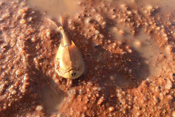 澳洲神奇沙漠蝦 歷經2億年容顏不變