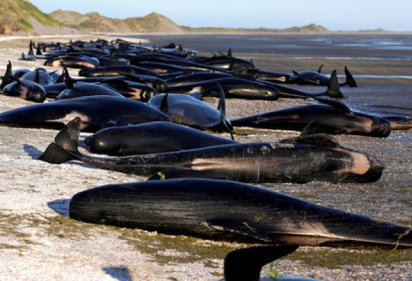 擱淺鯨魚屍體恐「氣爆」　保育人員鑽洞消氣