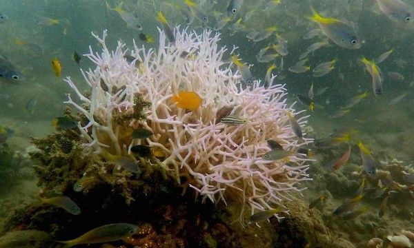 科學家警告：大堡礁未來4週 將有更多珊瑚死去