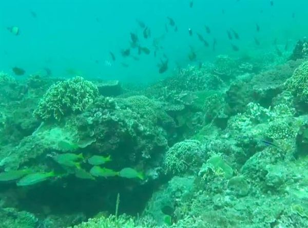 保育有成！墾丁珊瑚頭好壯壯 魚群也回歸