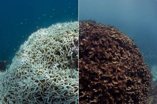 就算不暖化 30年後9成珊瑚礁全消失