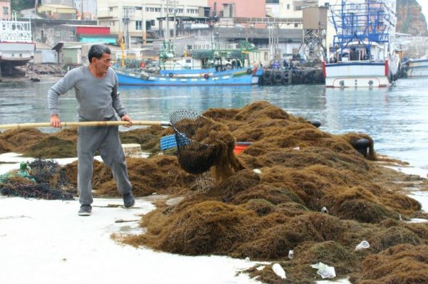 海上魔毯來襲 北海岸「銅藻」壓境肆虐漁港