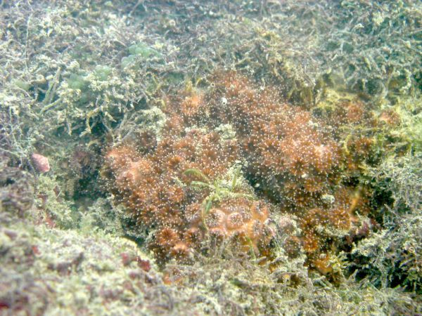 保育類動物新增199種 2特有種珊瑚也上榜