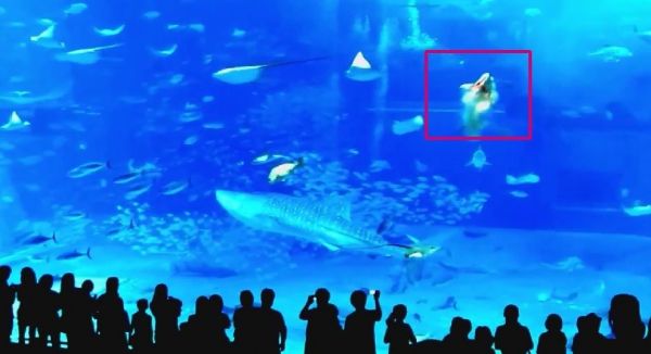 閃光燈害大魚衝撞玻璃亡？沖繩水族館4年後說真相