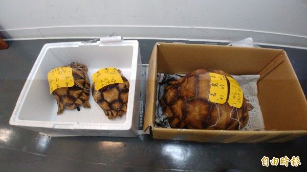海關查獲世上最貴寵物龜 3隻價錢近3百萬台幣