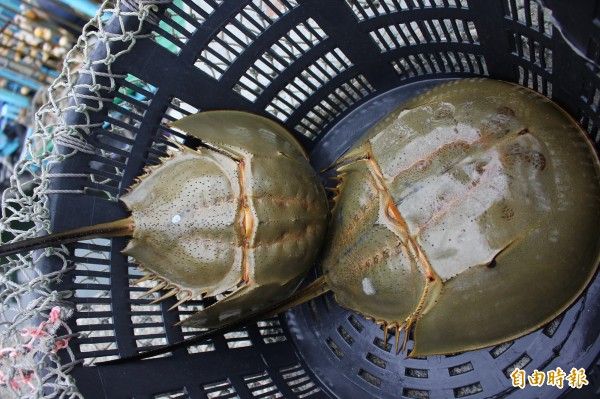 外傘頂洲發現活化石鱟 浸泡海水餵吃鮮蚵