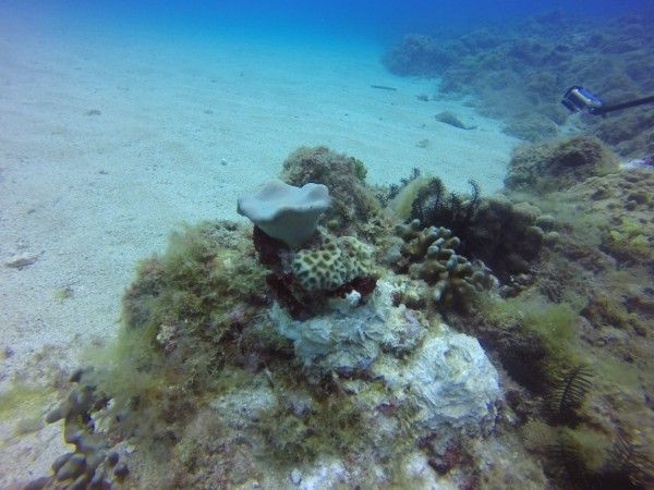 昔天然水族箱不復見 小琉球全台創舉「種」珊瑚