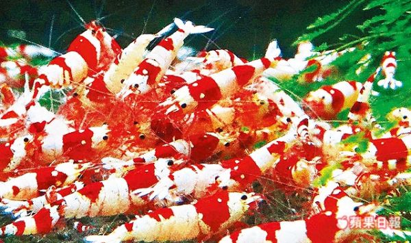 琉璃蝦 五行蝦 年掙40億外匯