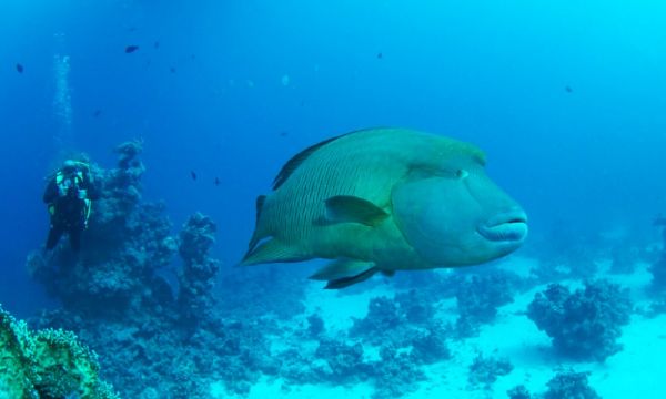 南沙海洋生態首曝光，發現41新紀錄物種、龍王鯛至少有5尾