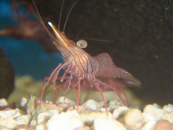 紅斑活額蝦成功量產 水試所開放技轉 