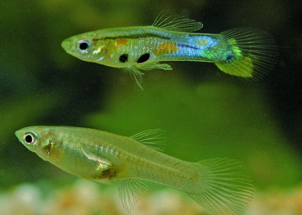 魚有感情和性格差異 令科學家驚訝