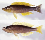 Cyprichromis coloratus物種圖片