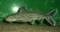 Synodontis petricola物種圖片