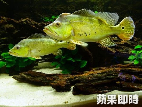 「蘋果魚樂」的黃金巨無霸－巴西亞金三間