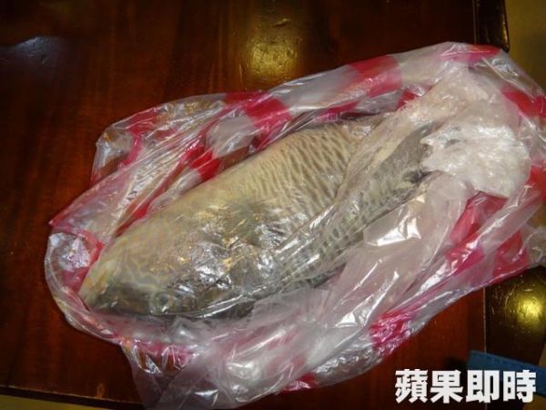 全台剩不到30尾蘇眉魚　北市海產店竟販售