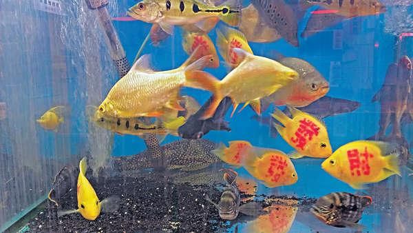 香港應節金魚「發財」紋身 被轟虐魚