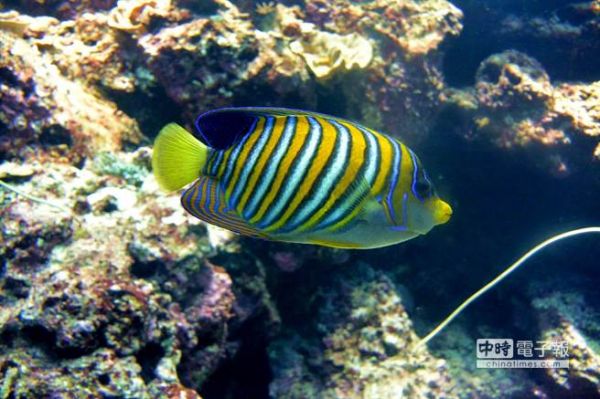 美麗霸氣帝王魚 海生館現身