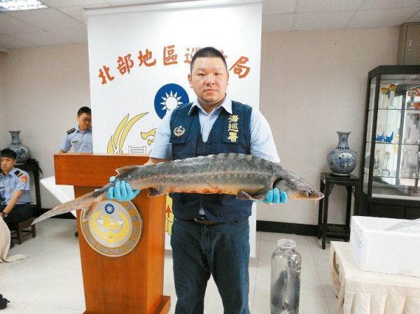 走私卵變肥魚 2.5億史氏鱘露餡