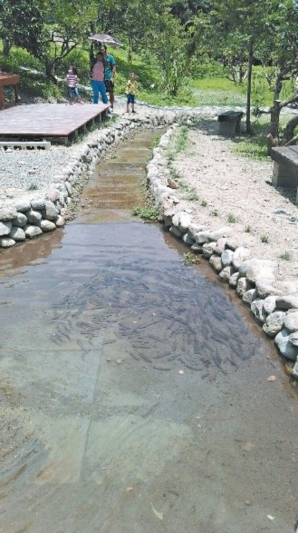 村民守夜護魚 上萬魚群上魚梯