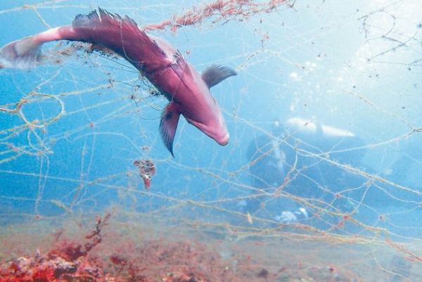 廢刺網掛魚屍　基隆潛水秘境如墳場