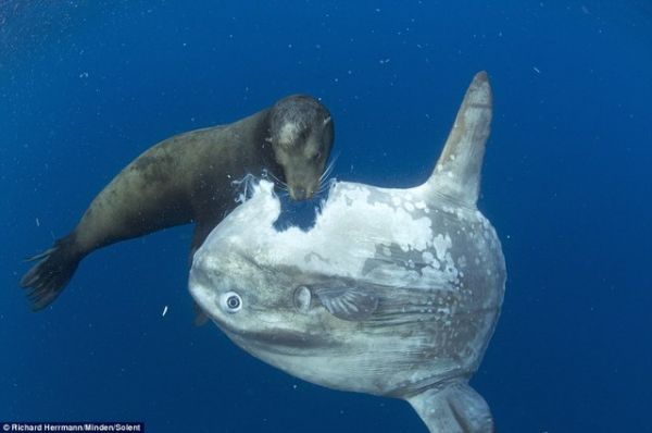 海洋生死鬥　海獅大戰2噸翻車魚