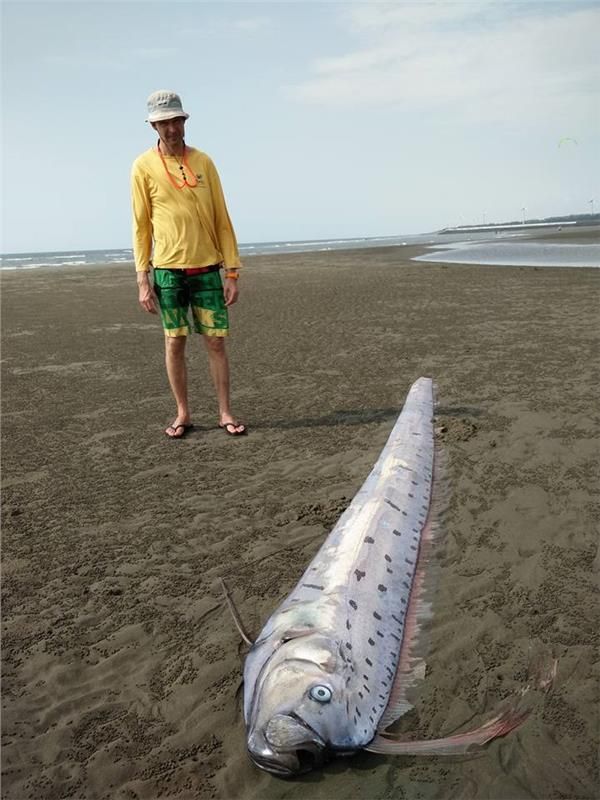 巧！宜蘭半天連10震　苗栗驚現超稀有「地震魚」