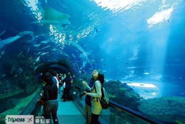 亞洲最佳水族館 台灣上榜奪中港台第一