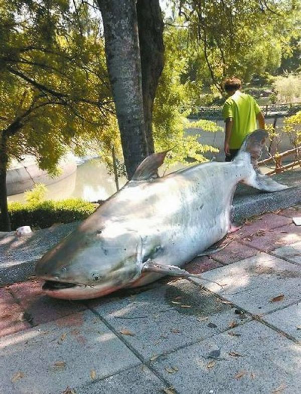 水池魚變少 竟是「成吉思汗」吃的