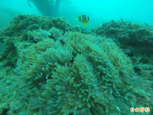 小丑魚結伴圓雀鯛 共生地毯海葵