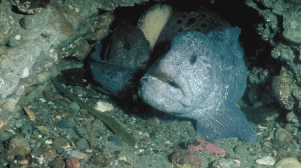 日本海捕獲2米長狼魚 怪異模樣驚人