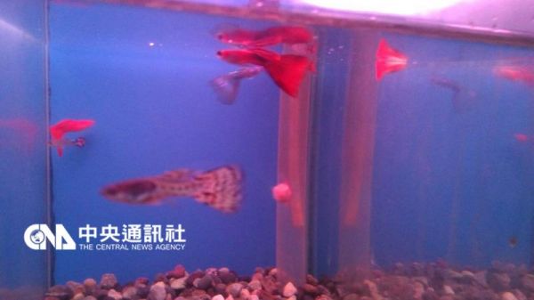 孔雀魚穿禮服 揭開美麗的秘密