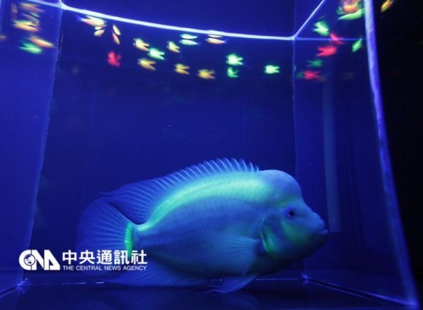 台灣培育出全球最大螢光魚 16日展出