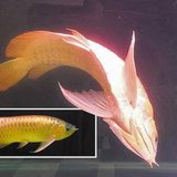 防疫噴藥隔天 10萬元紅龍魚死了