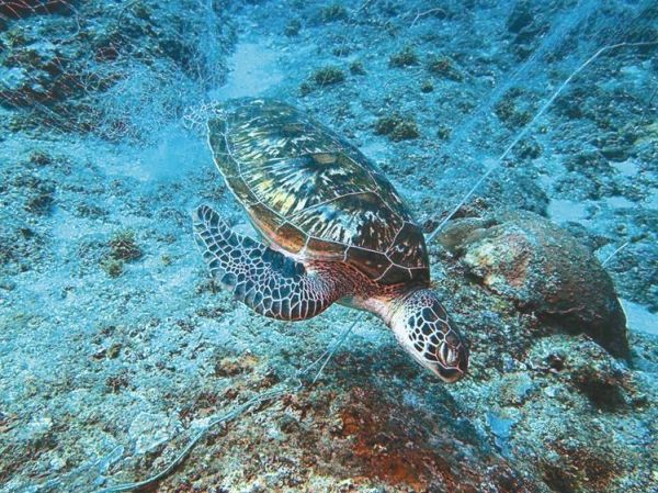 流刺網難禁 毀了珊瑚海底死寂