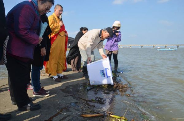 台灣原生種毛蟹復育最後一里路--生態專家曾晴賢結合佛教資源成功護生