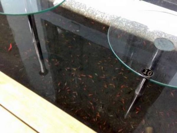 溫泉魚被爆夜市金魚混充　公督盟控虐待動物