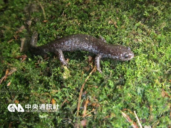 雪霸保育成果 櫻花鉤吻鮭棲地改善了