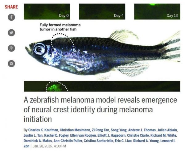 追蹤斑馬魚 發現癌症起因