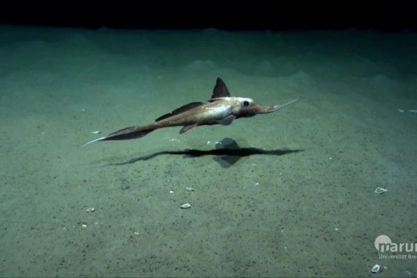 加拿大再現深海怪魚 綠眼睛刀形魚吻