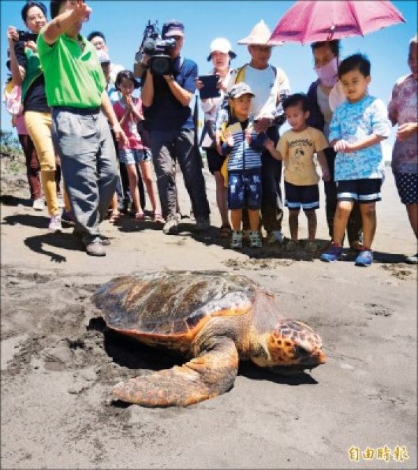 首隻玳瑁、赤蠵龜混種海龜 野放了