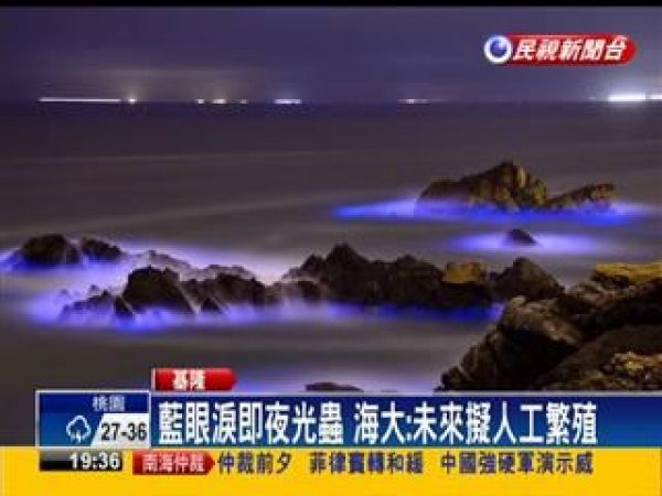 海大培育夜光蟲 看藍眼淚不必到馬祖