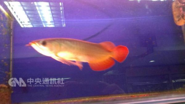 台灣錢不再淹腳目 風水魚熱度不再