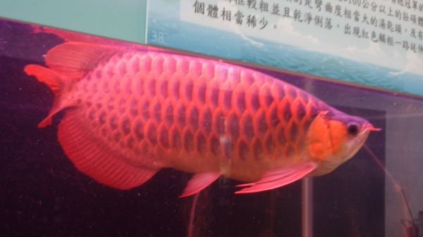 觀賞魚博覽會 價值300萬元紅龍登場