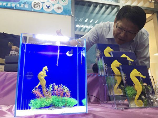 台灣繁殖海馬成功 水族箱裡會變身為金黃色