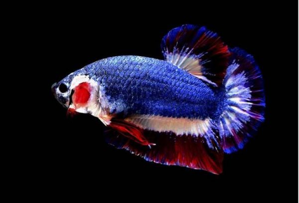 89元起標的鬥魚 最後售價讓飼主快瘋了