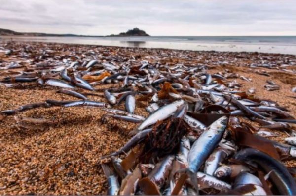 英海灘驚現上萬死魚 海鳥拒食 狗不聞