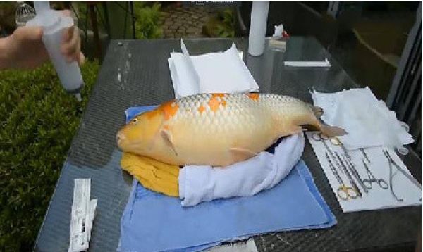 爲了救腫瘤魚 主人花了6700美元