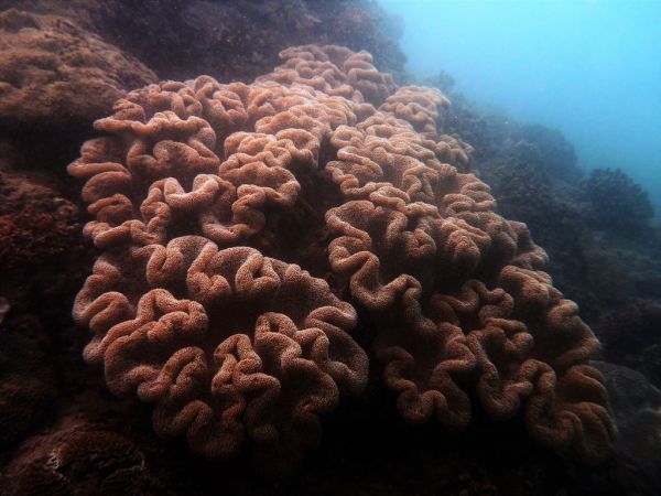 2016年全台珊瑚礁體檢 指標魚類少現警訊