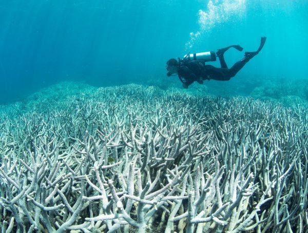 先搶救這50處珊瑚礁！ 頂尖科學家組隊 唯一亞洲學者來自台灣