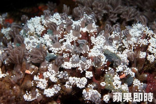 珊瑚寶寶準備離家　油污事件後綠島一樣美麗